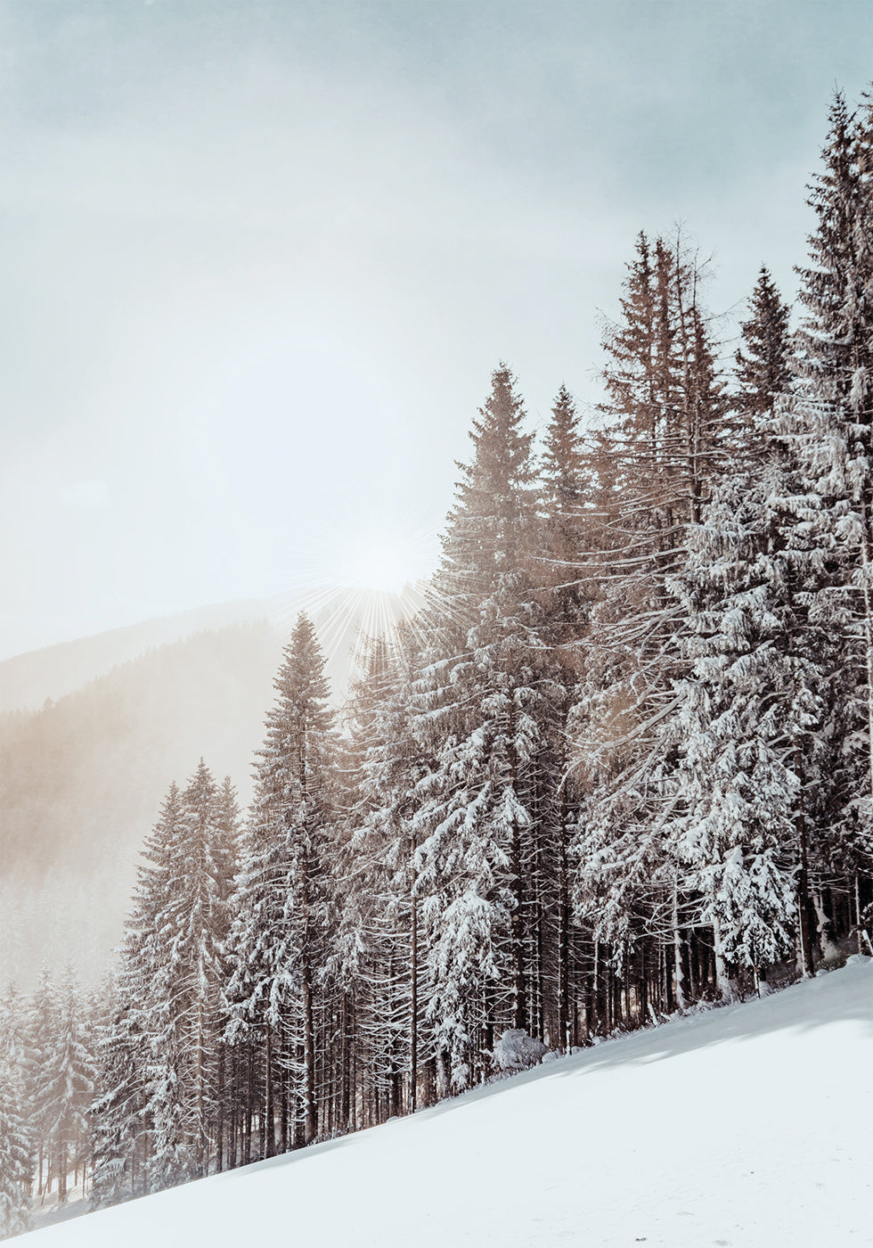 Snow Covered Trees Plakat - Posterbox.dk