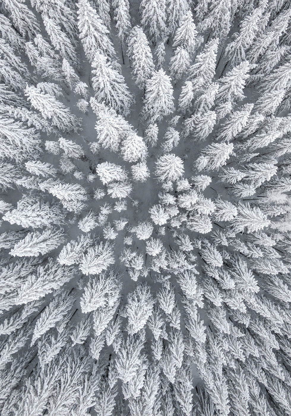 Snow Forest Aerial Plakat - Posterbox.dk