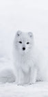 Snow Fox Plakat - Posterbox.dk