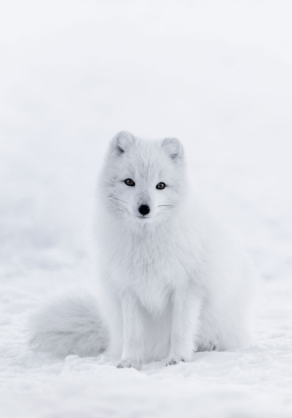 Snow Fox Plakat - Posterbox.dk