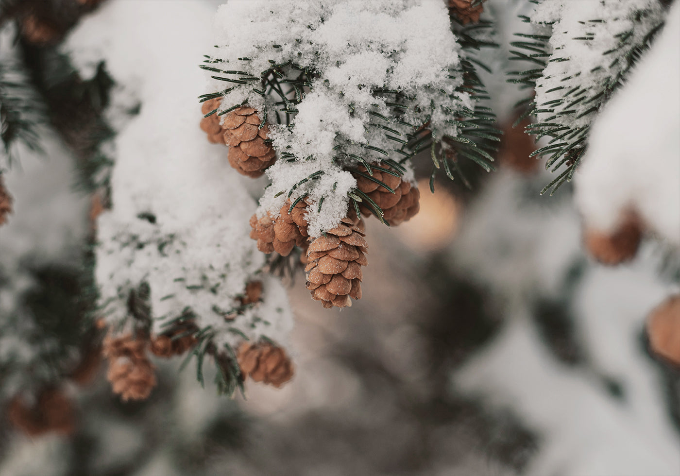 Snow-Covered Branch with Pine Cones Plakat