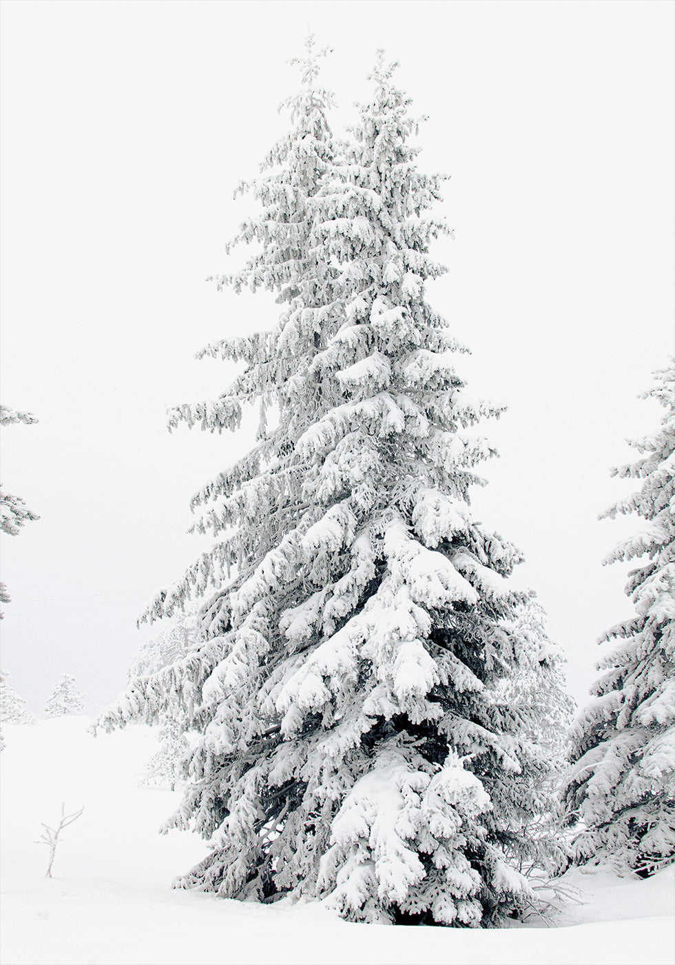 Snow-Covered Pine Trees Plakat