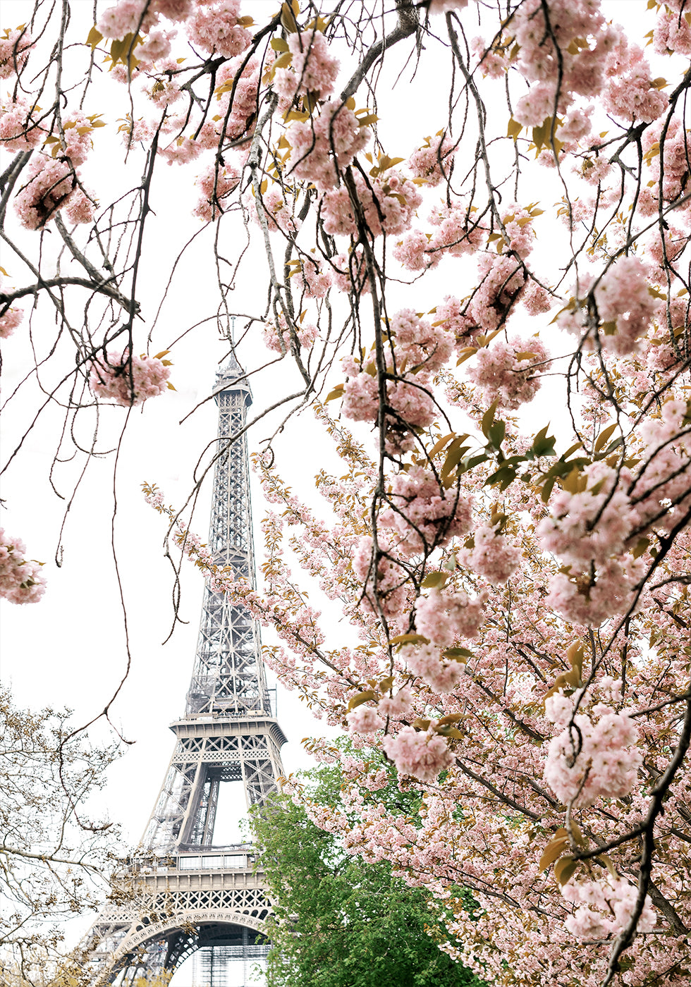 Spring Eiffel Tower With Bherry Blossoms Plakat