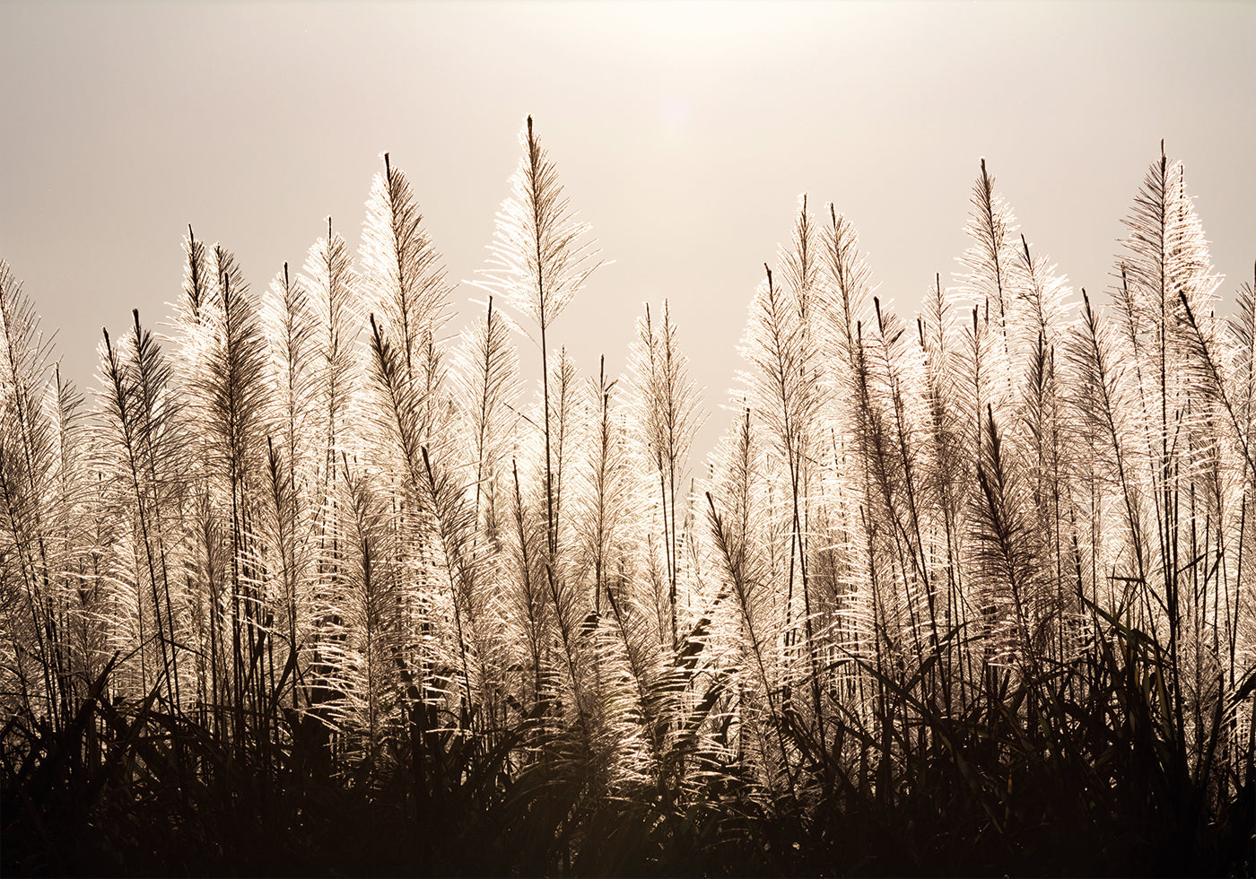 Sugar Cane Plumes At Sunset Plakat - Posterbox.dk