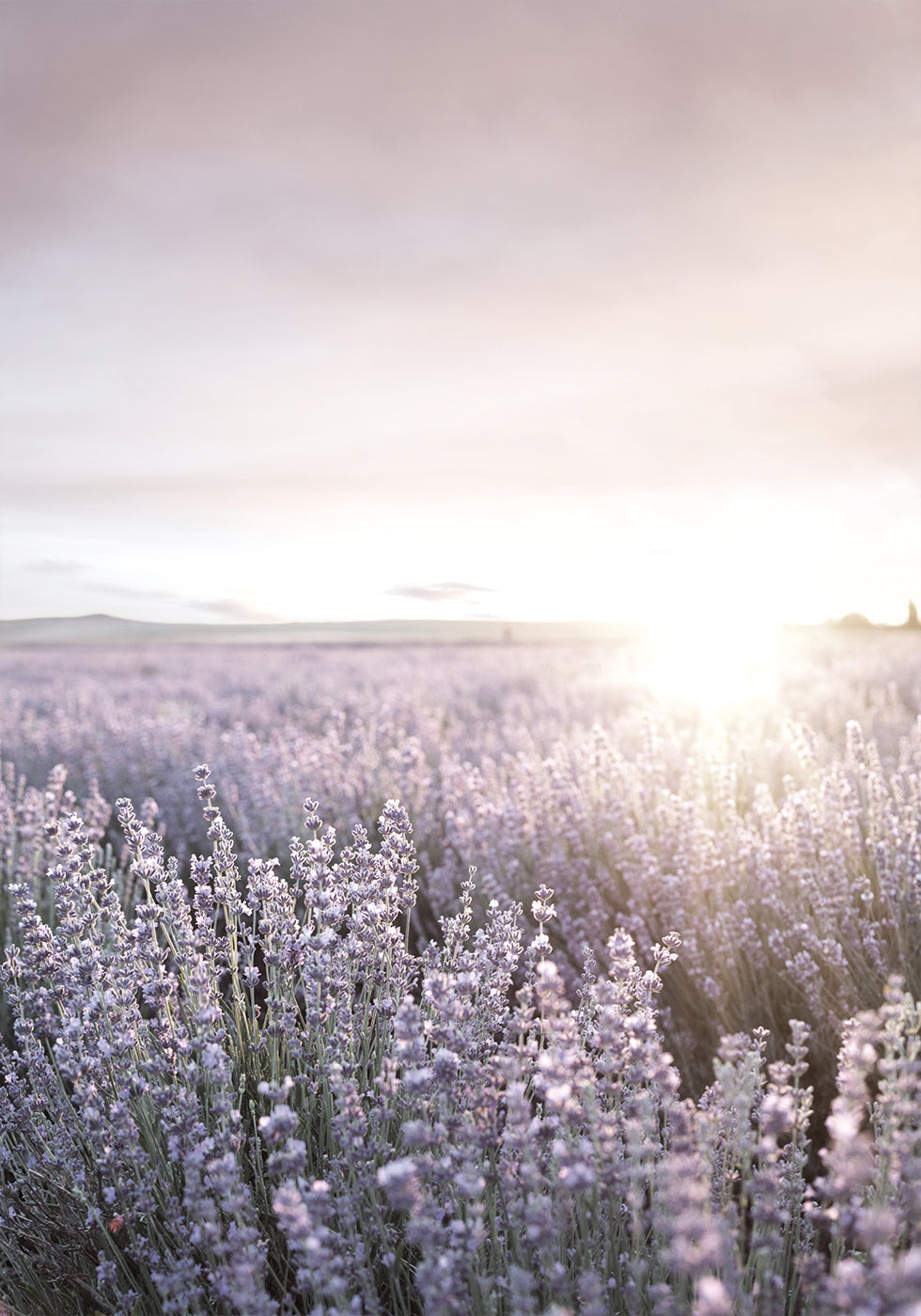 Sunset Over Lavender Fields Plakat - Posterbox.dk