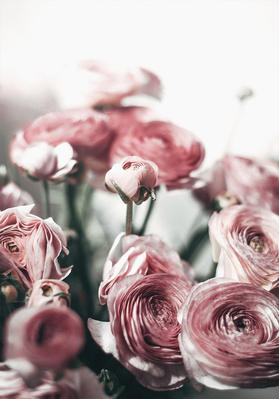 Soft Pink Ranunculus Plakat