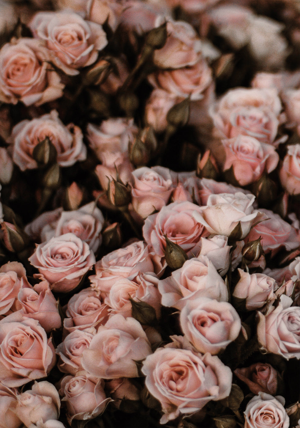 Blush Pink Roses Plakat