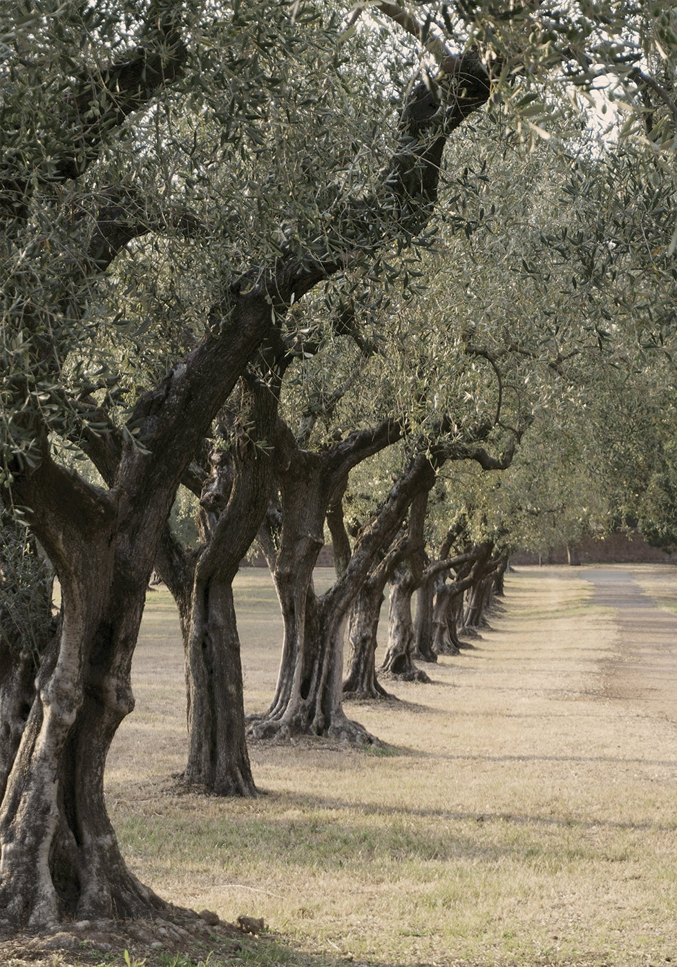 Trail In The Olive Garden Plakat