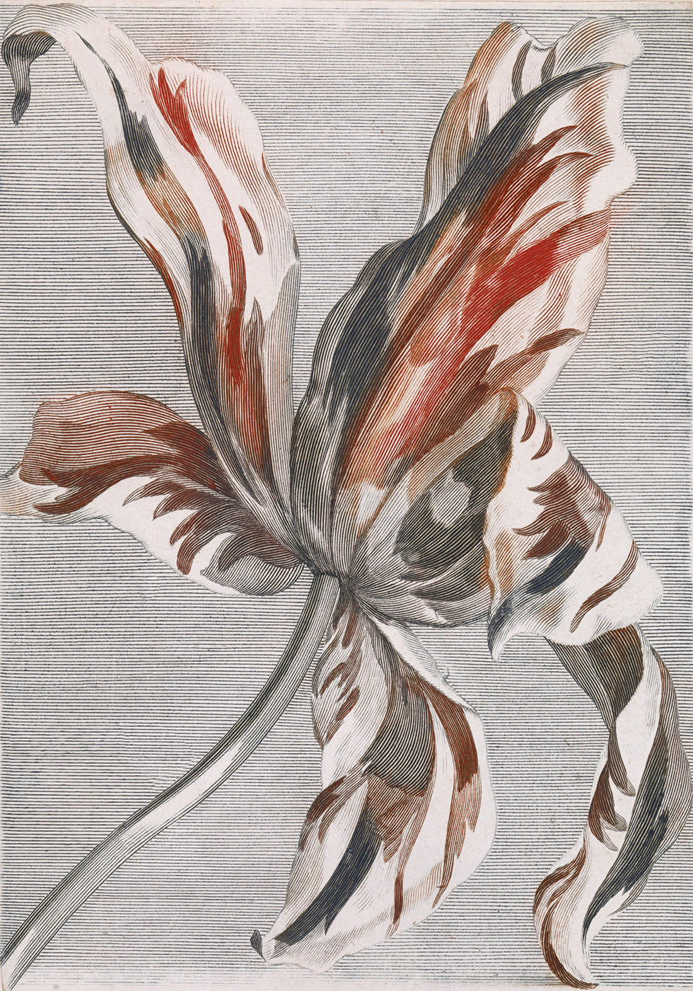 Tulip By Johan Teyler Plakat - Posterbox.dk
