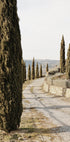 Tuscan Cypress Street Plakat - Posterbox.dk