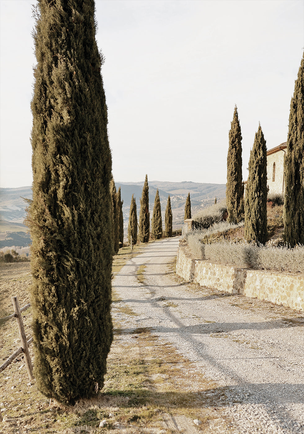 Tuscan Cypress Street Plakat - Posterbox.dk