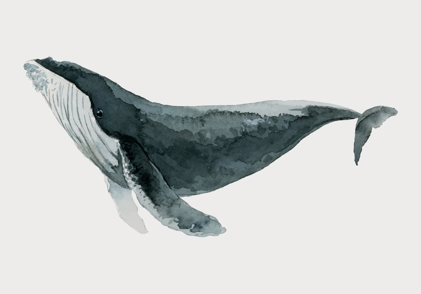 Watercolor Whale Plakat - Posterbox.dk