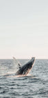 Whale Jumps Out of The Water Plakat - Posterbox.dk
