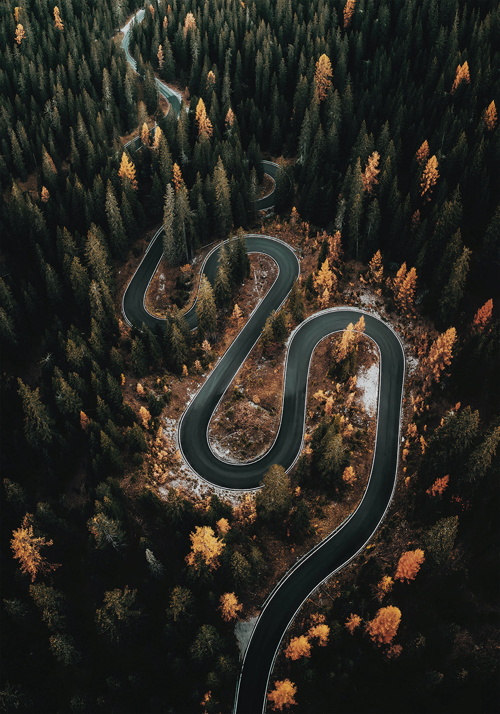 Winding Road in the Forest Plakat