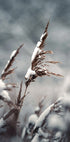 Winter Reed Plakat - Posterbox.dk