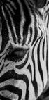 Zebra Eye Plakat - Posterbox.dk