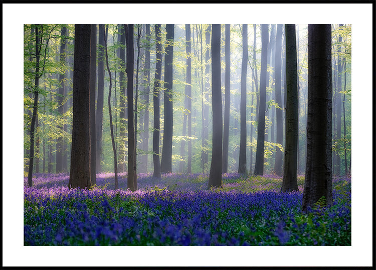 Bluebells Plakat - Posterbox