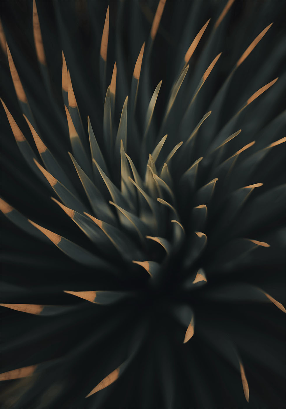 Spiral Plant Texture Plakat - Posterbox.dk