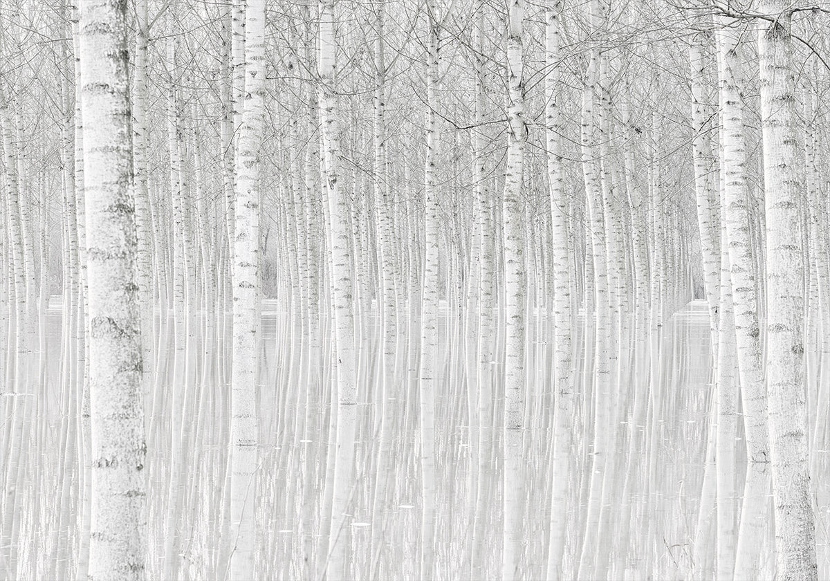 Trees - Posterbox