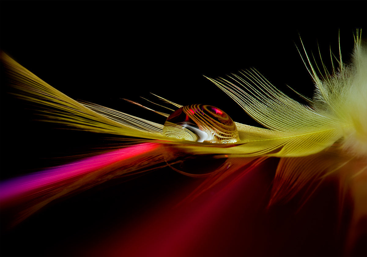 Colors in the drop - Posterbox