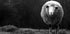 Wondering sheep - Posterbox