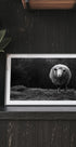 Wondering sheep - Posterbox