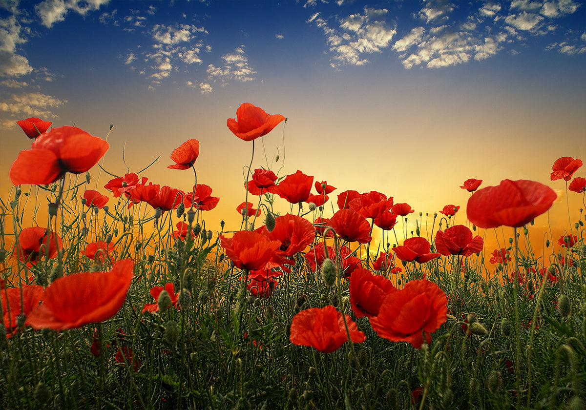 Poppies Plakat - Posterbox