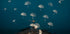 DREAMS - Posterbox