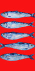 Sardines Berry Red Plakat - Posterbox