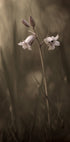 A small flower on the ground Plakat - Posterbox