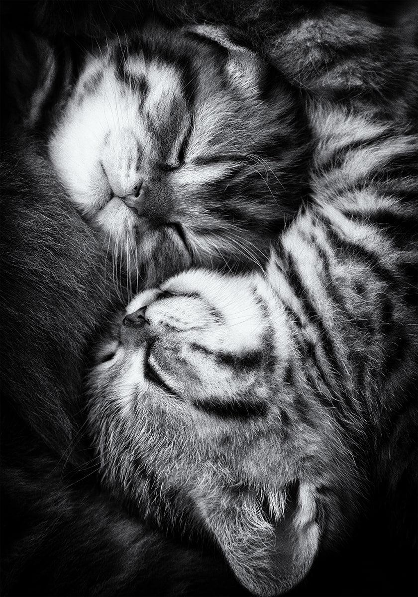 Yin and Yang - Posterbox