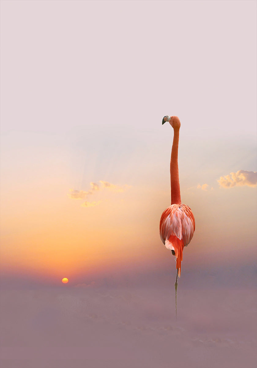 sunset ... - Posterbox