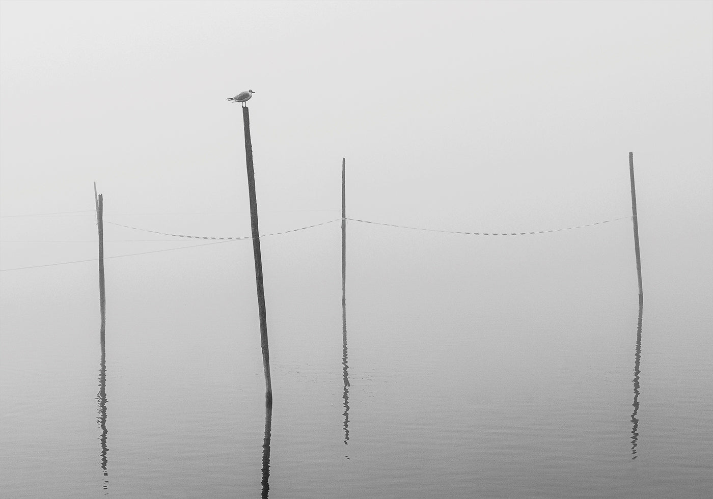 Misty Reflections in Black and White Plakat - Posterbox.dk
