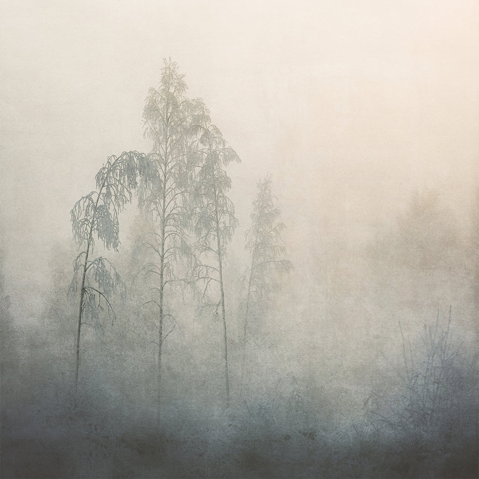 Silent Pines in the Mist Plakater - Posterbox