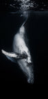 Black Whale Plakat - Posterbox