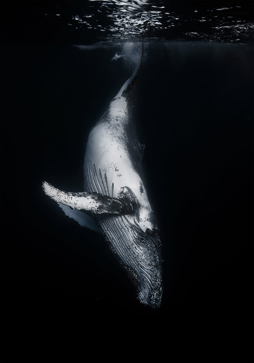 Black Whale Plakat - Posterbox