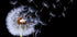 Dandelion Blowing Plakat - Posterbox