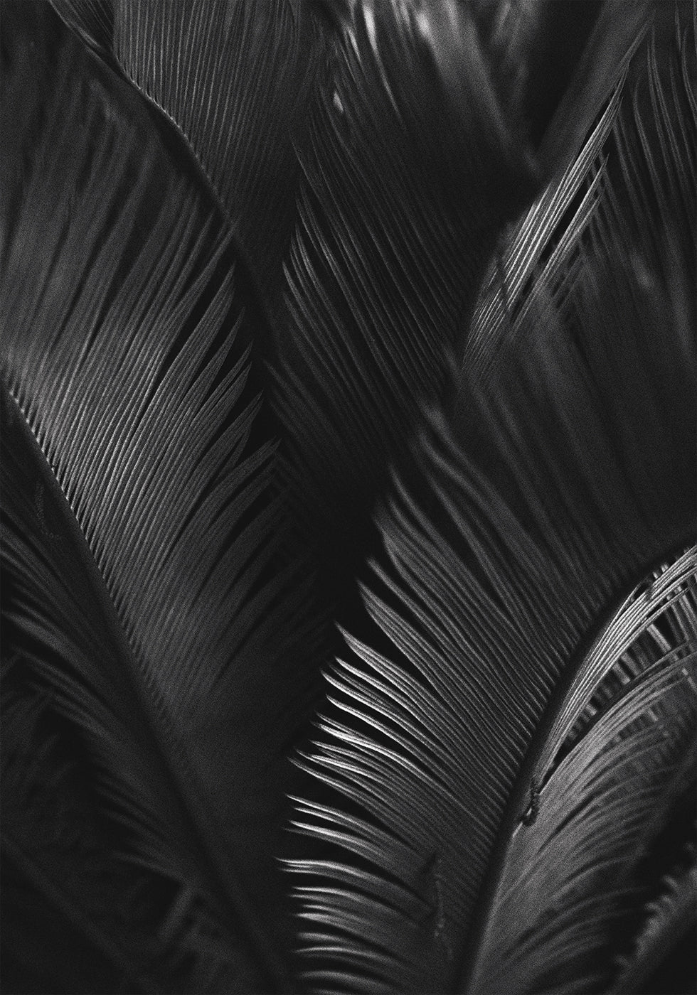 Palm Leaves Plakat - Posterbox.dk