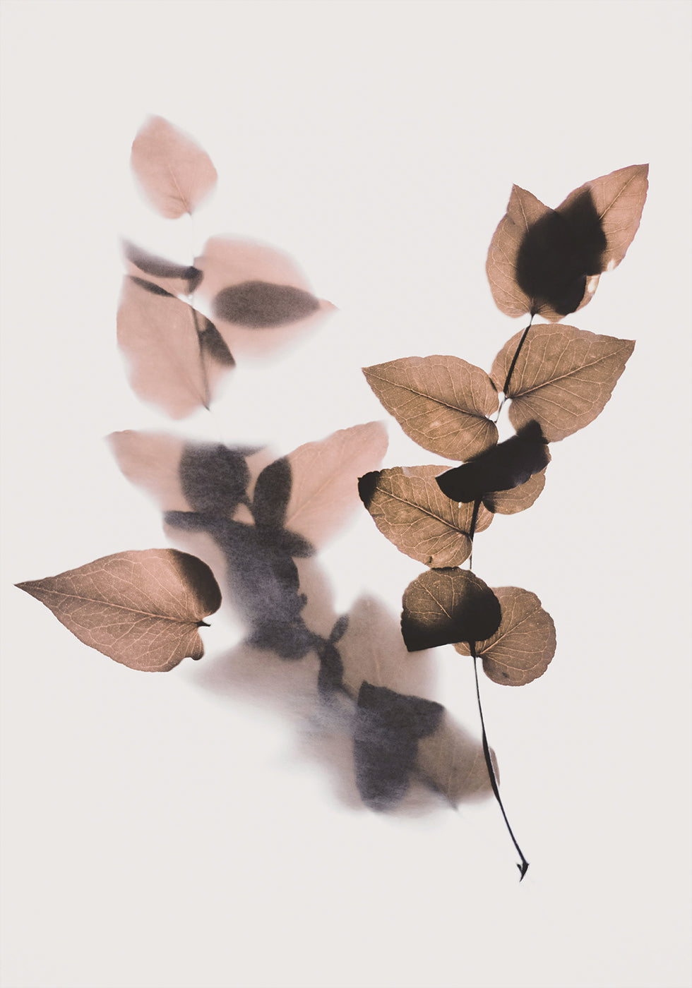 Brown Leafe Plakat - Posterbox.dk