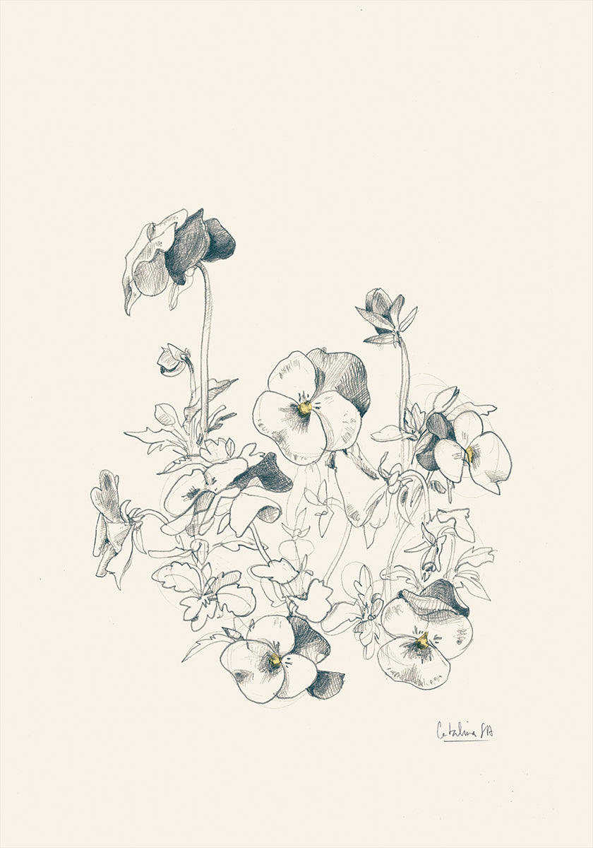Pansies pencil drawing Plakat - Posterbox