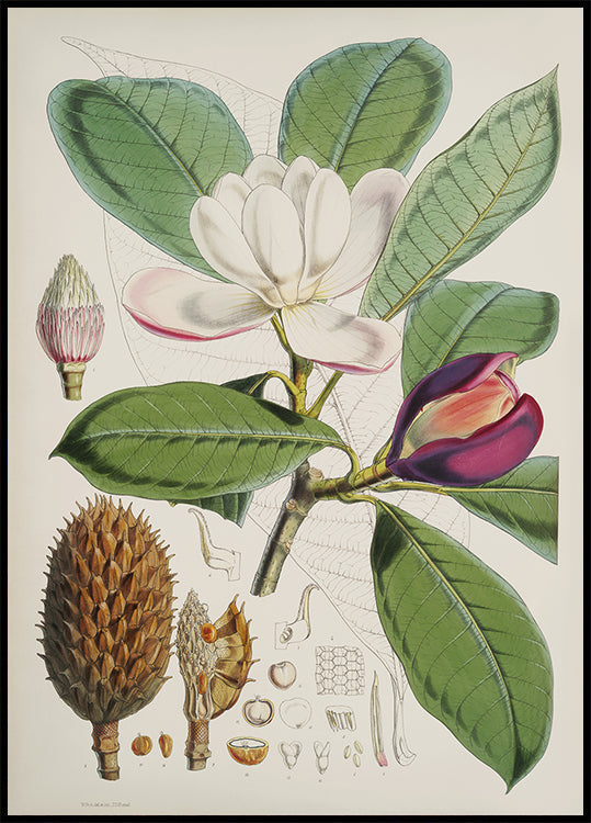 Botanical Magnolia Study Poster - Posterbox