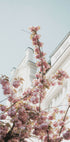 Cherry Blossom Plakat - Posterbox.dk