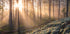 Fog in the forest with white moss in the forground Plakat - Posterbox