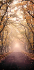 Autumn Avenue Plakat - Posterbox