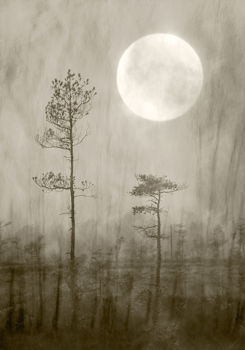 Moonlight Moor Plakat - Posterbox