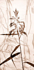 Reed reflection Plakat - Posterbox