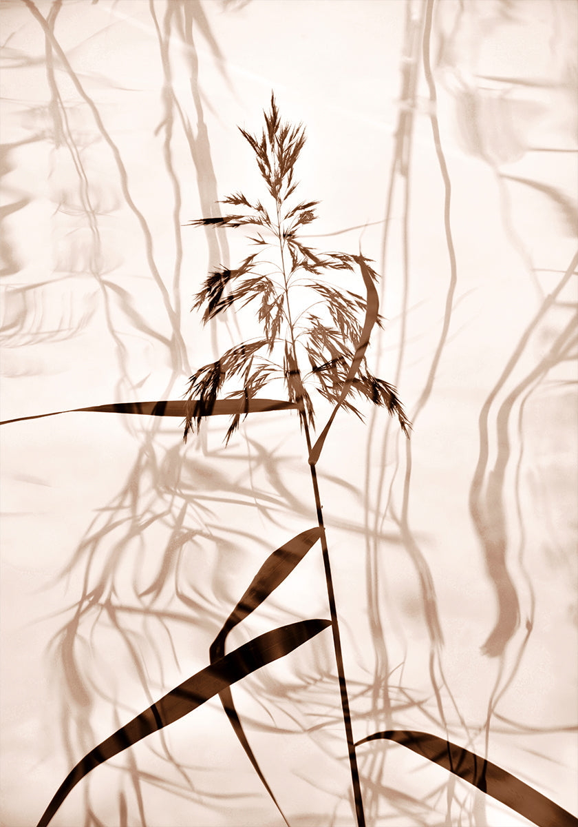 Reed reflection Plakat - Posterbox