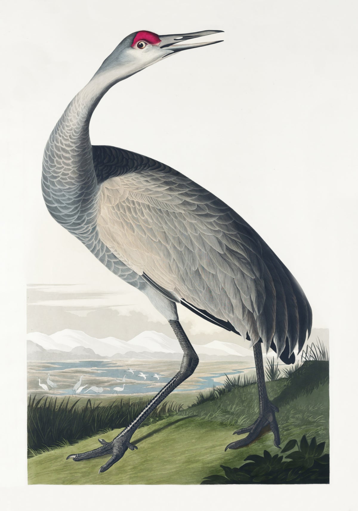 Hooping Crane From Birds of America (1827)