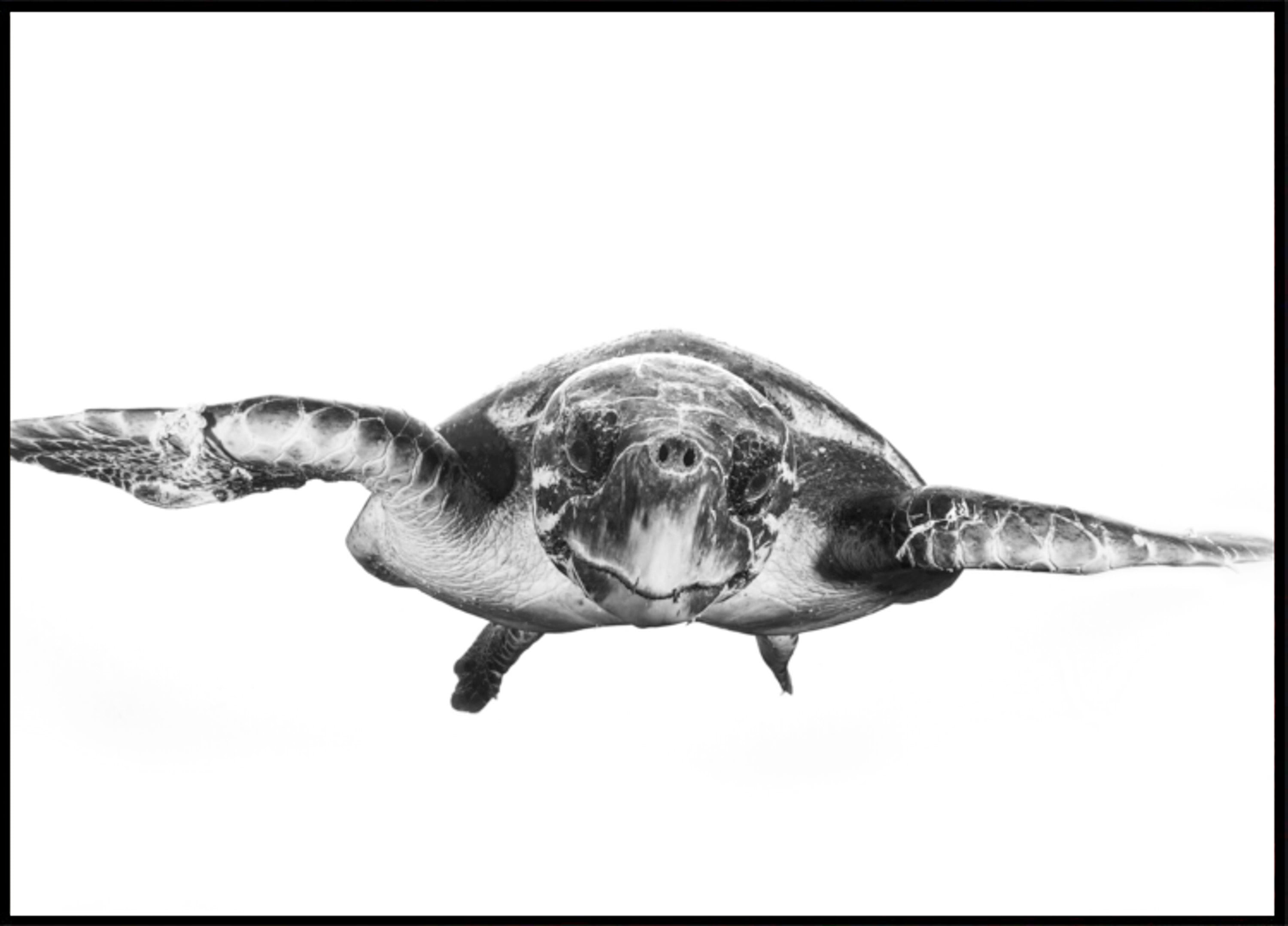 Graceful Sea Turtle