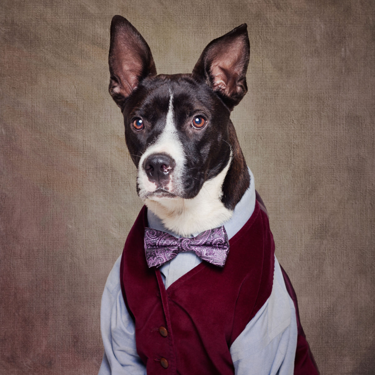 Dapper Dog In Vest - Posterbox